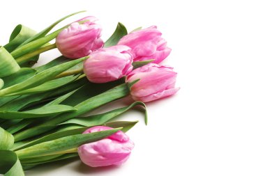 beyaz zemin üzerine taze Pembe Laleler