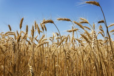 Mavi gökyüzüne karşı buğday tarlası