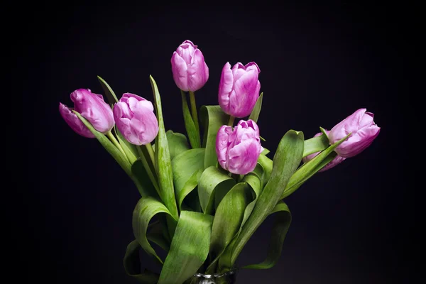 Tulipanes sobre fondo negro — Foto de Stock