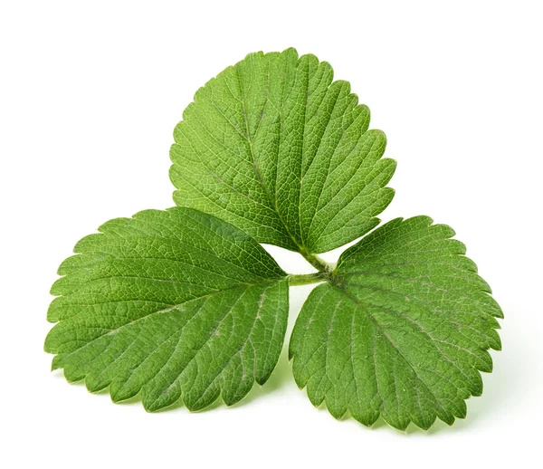 Hoja de fresa aislada sobre fondo blanco —  Fotos de Stock