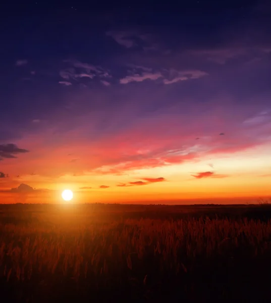 Sunset in the field — Stock Photo, Image