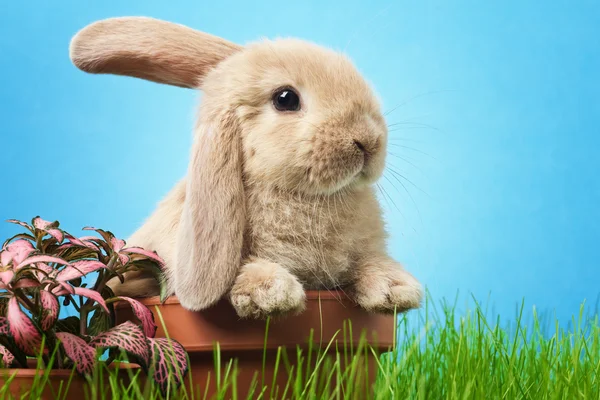 Baby rabbit in grass — Stock Photo, Image