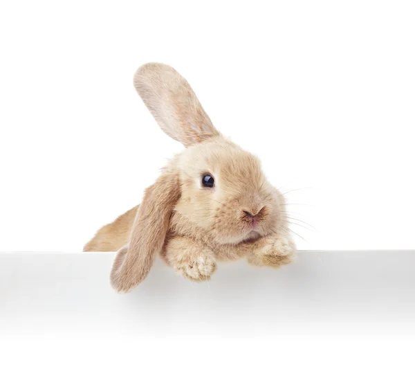 Lindo conejo. Retrato de primer plano sobre fondo blanco — Foto de Stock