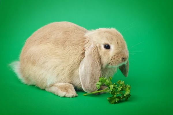 在绿色背景上孤立的可爱兔 — 图库照片
