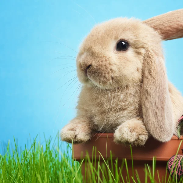 Bebek tavşan çim — Stok fotoğraf