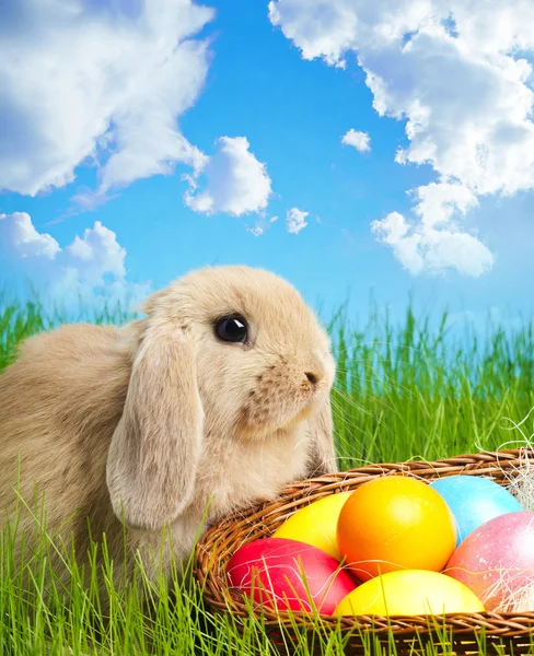 Kleiner Osterhase und Ostereier auf grünem Gras — Stockfoto