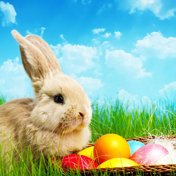 küçük Paskalya tavşanı ve Paskalya yumurtaları yeşil çimenlerin üzerinde