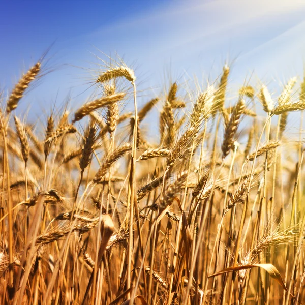 Weizenfeld vor blauem Himmel — Stockfoto