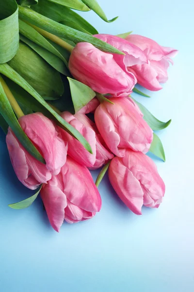 The pink tulips on a blue background Stock Picture