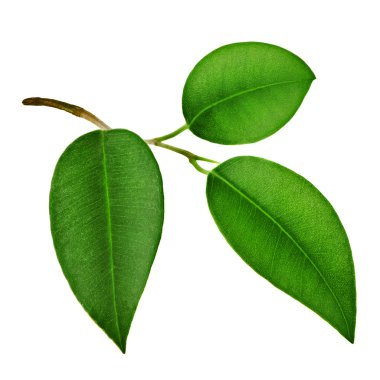 yakın çekim yaprak yeşil