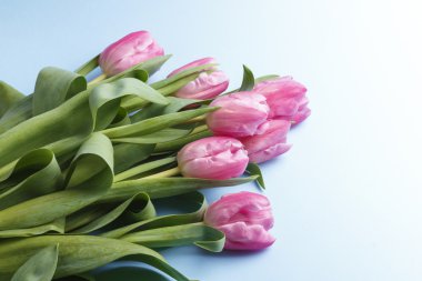 mavi bir arka plan üzerinde pembe laleler