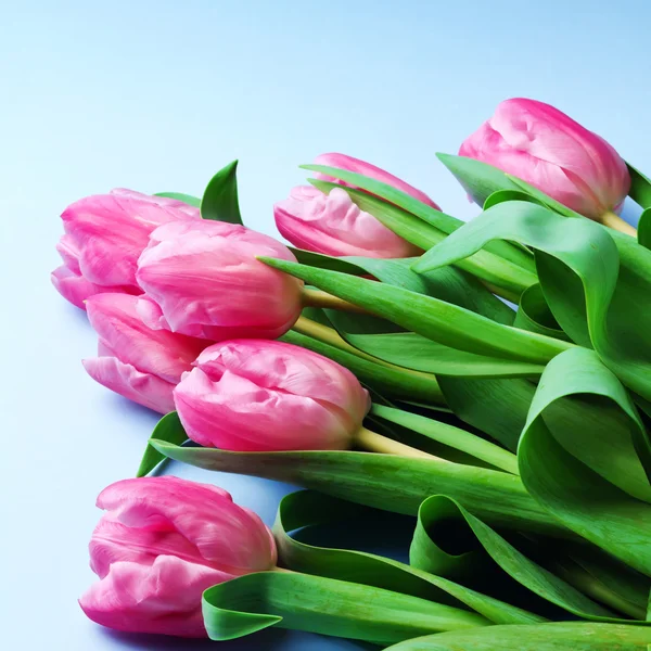 Los tulipanes rosados sobre un fondo azul — Foto de Stock