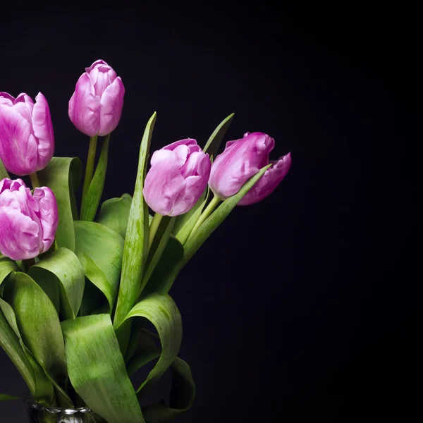 Tulpen op zwarte achtergrond — Stockfoto