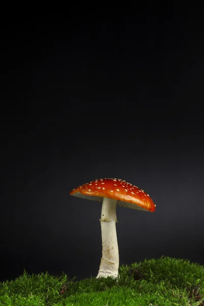 Agaric in Kraut isoliert auf schwarzem Hintergrund — Stockfoto