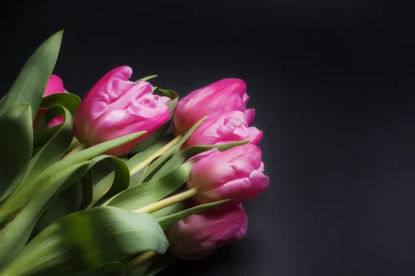 Tulpen op zwarte achtergrond — Stockfoto