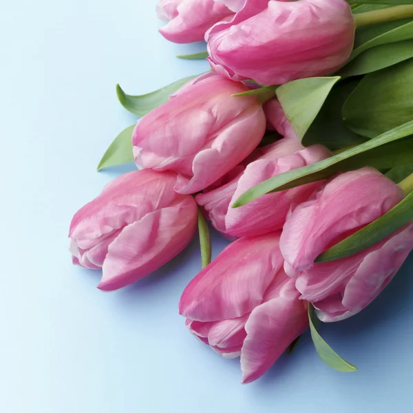 Růžové tulipány na modrém pozadí — Stock fotografie