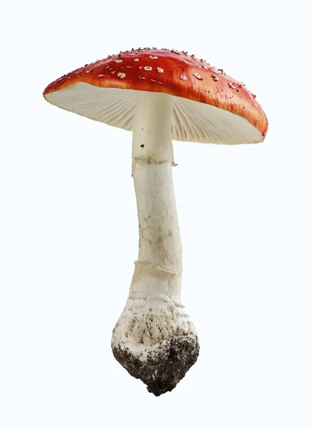 Красные ядовитые грибы — стоковое фото