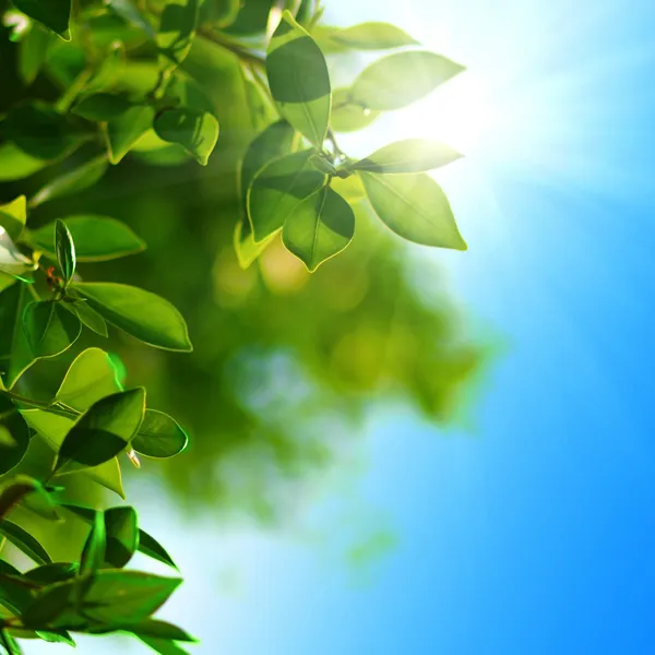 Green leaves and sun — Stock Photo, Image