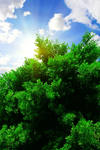 Słońce świeci przez drzewa — Zdjęcie stockowe