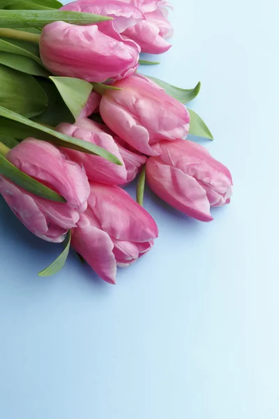 The pink tulips on a blue background Royalty Free Stock Images