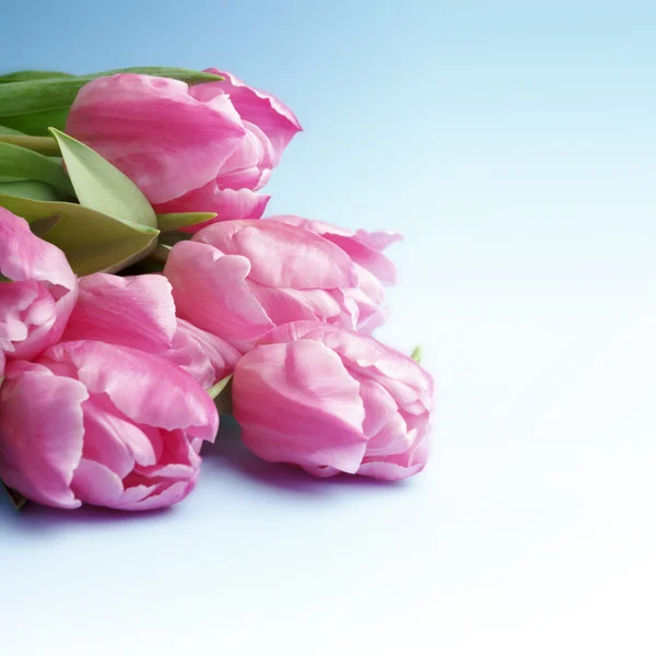 The pink tulips on a blue background Royalty Free Stock Photos