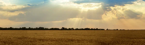 Wheat field at sunset — Stock Photo, Image