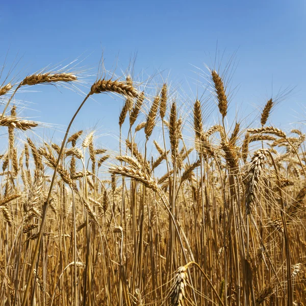 Pšeničné pole proti modré obloze — Stock fotografie