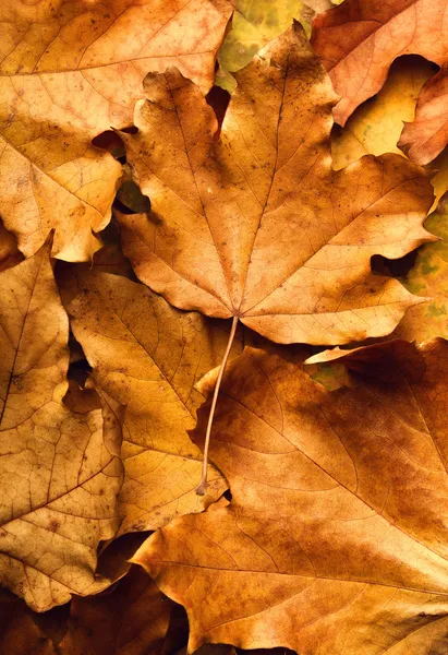 Jesienny liść klonu na tle liści — Zdjęcie stockowe