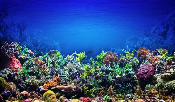 Coral Reef — Stock Photo, Image