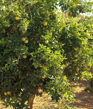 olgun meyveli portakal ağacı