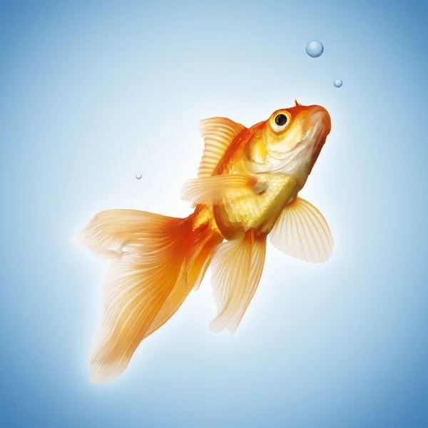 Golden koi fish — Stock Photo, Image