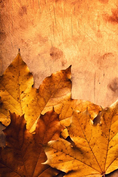 Hoja de arce de otoño sobre el fondo de las hojas —  Fotos de Stock