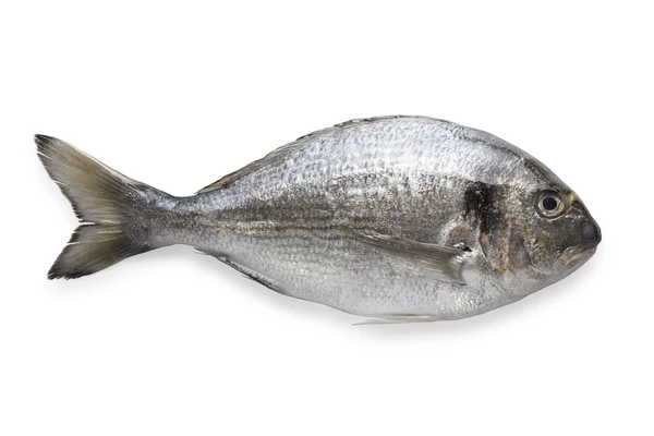多拉多鱼 — 图库照片