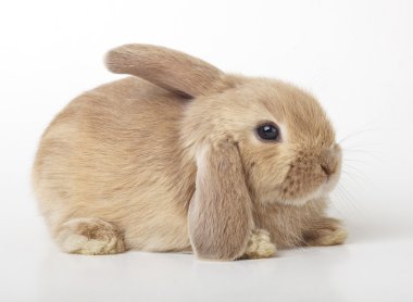 Turuncu rabbit bebek