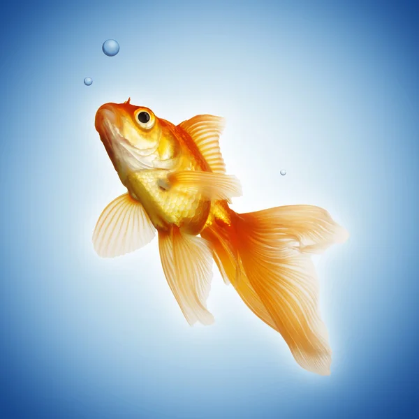 Golden koi fish — Stock Photo, Image