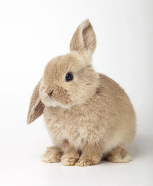 Baby of orange rabbit — Stock Photo, Image