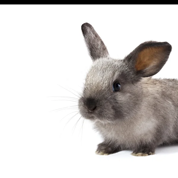 Adorable conejo — Foto de Stock