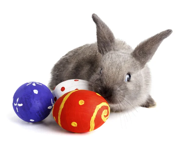 Rabbit with Easter eggs — Stock Photo, Image