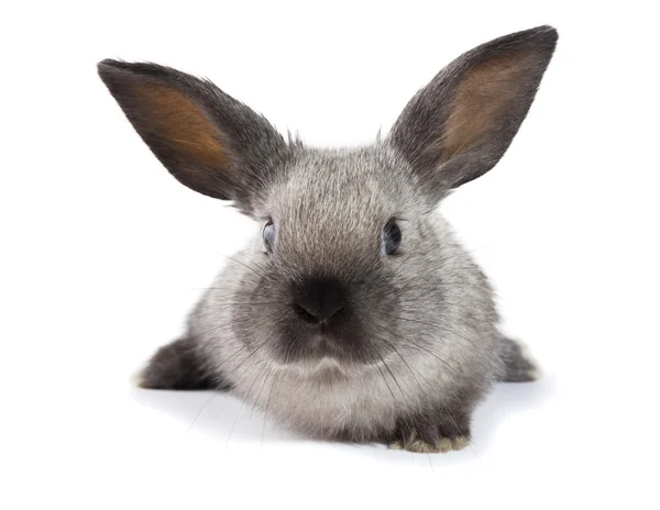 Очаровательный кролик — стоковое фото