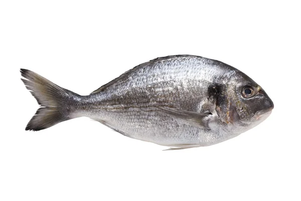 Dorado fish — Stock Photo, Image