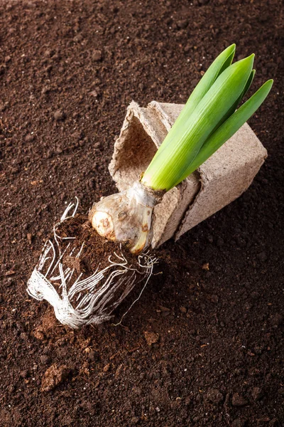 Hyacinth and flowerpot — Stock Photo, Image