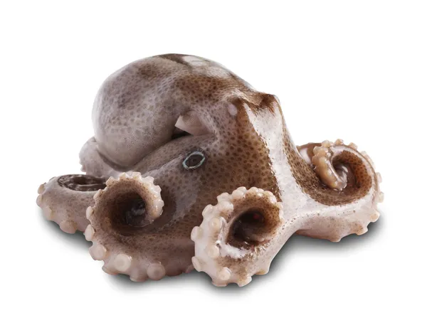 Pulpo pequeño — Foto de Stock