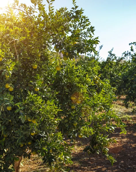 Alberi di arancio — Foto Stock