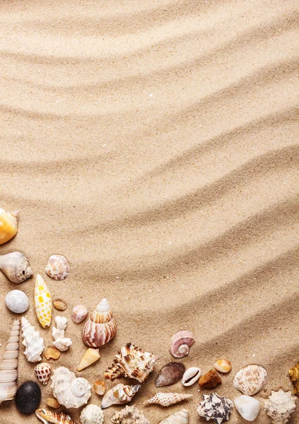 Muszle morskie na piasku — Zdjęcie stockowe