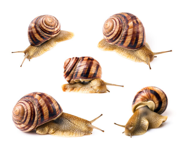 Striped snails