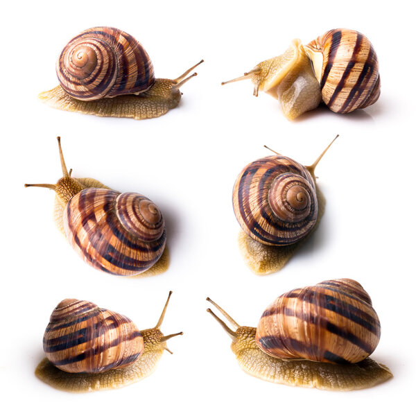 Striped snails