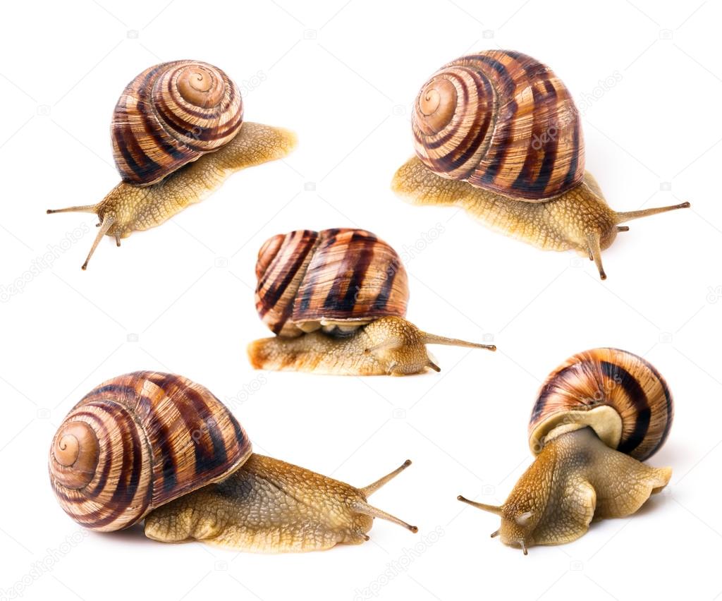 Striped snails