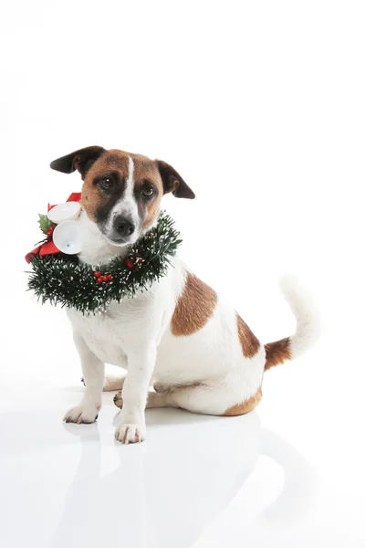 Jack russell terrier with christmas wreath — Stock Photo, Image