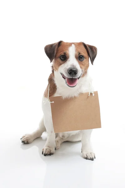 çok güzel jack russel terrier bir işareti plaka