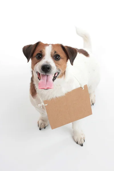 şirin jack russell terrier bir işareti plaka